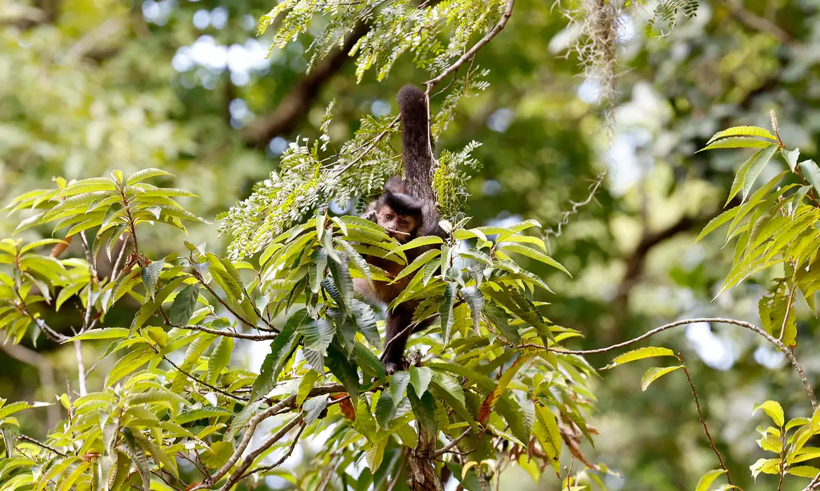 Entidade cobra compromisso de candidatos com direitos da natureza