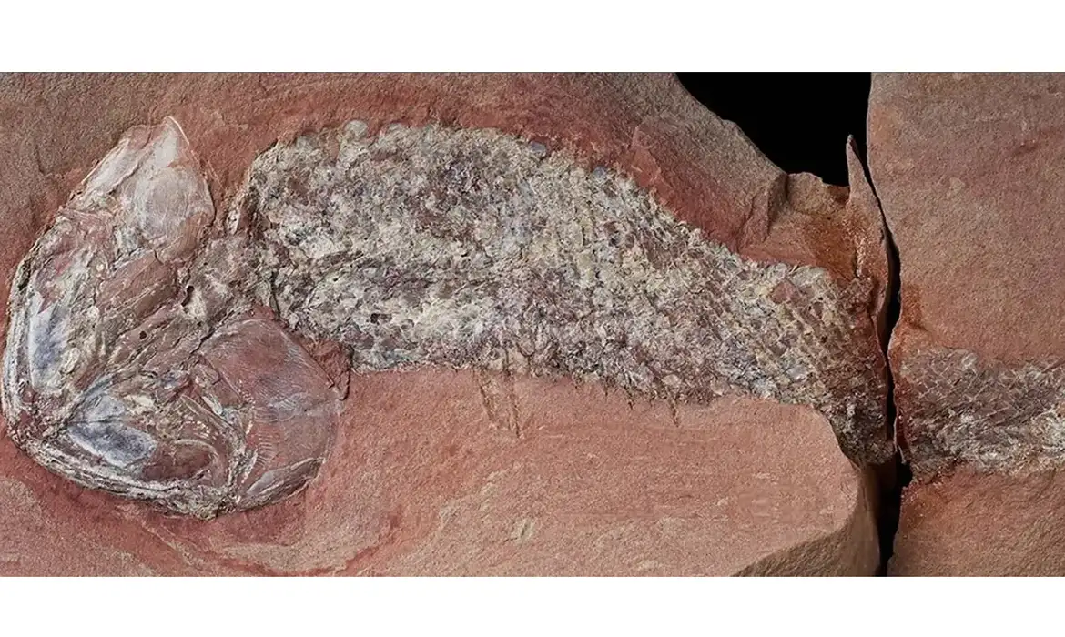 Estudo mostra fóssil de peixe pré-histórico encontrado em Mato Grosso