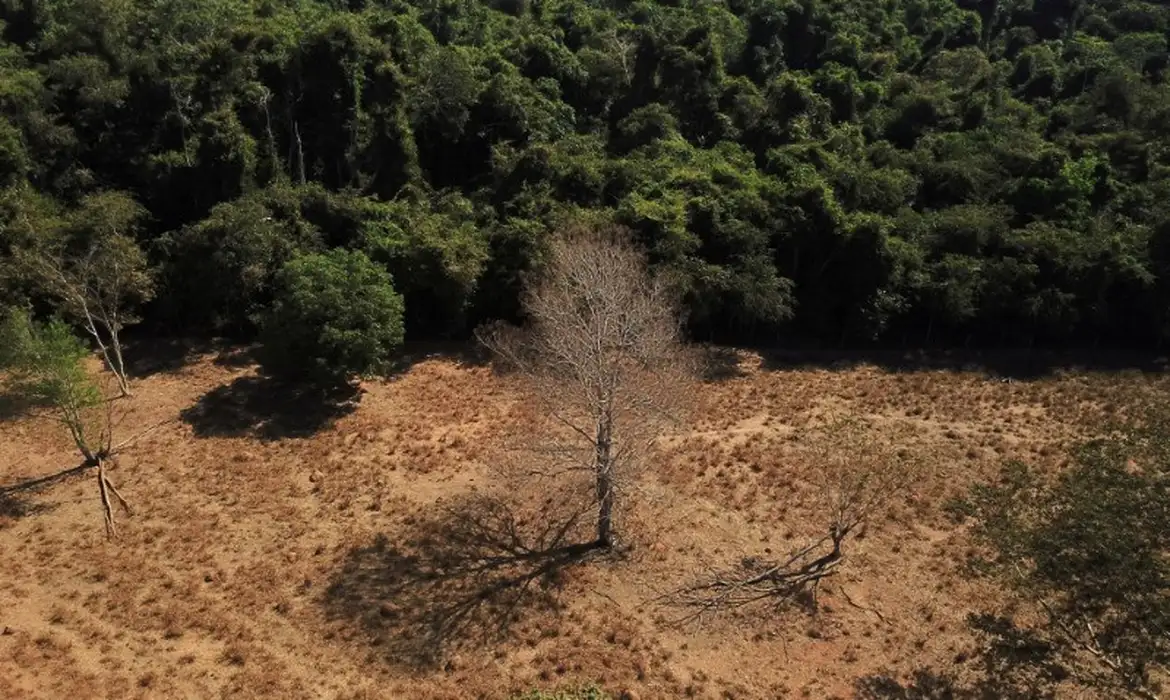 Depois da COP17, Brasil é cobrado a efetivar metas de restauração