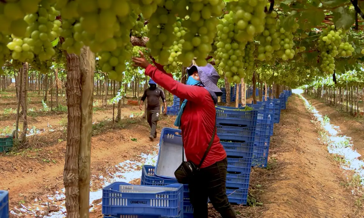 Exploração de trabalhadores rurais sustenta fruticultura bilionária
